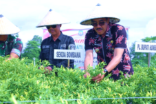 Pemkab Bombana Rayakan Panen Cabai di Tampabulu