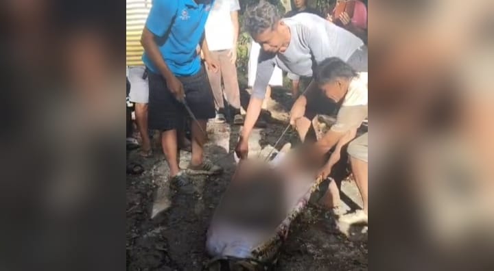 Diterkam Piton Saat Berkebun, Nenek di Busel Tewas Mengenaskan 1